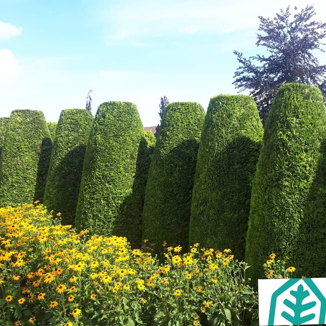 Rij strak geschoren coniferen achter een brede border met gele rudbeckia