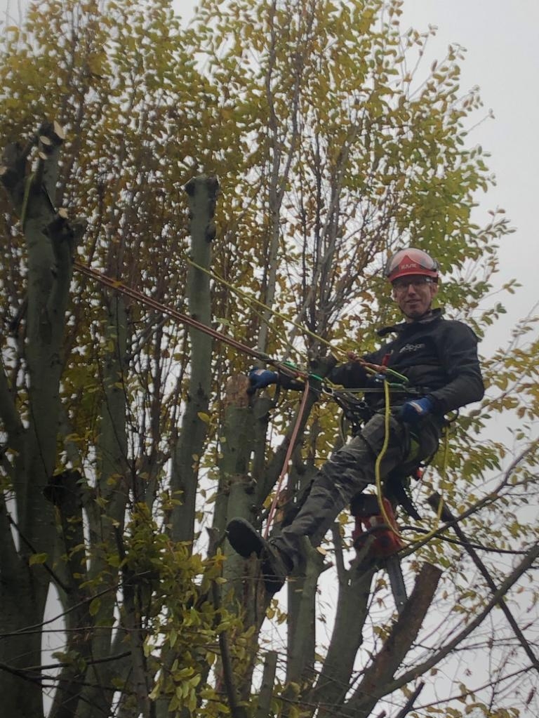 Sip-jan in klimgordel en helm hoog in een geknotte boom, met kettingzaag aan zijn gordel