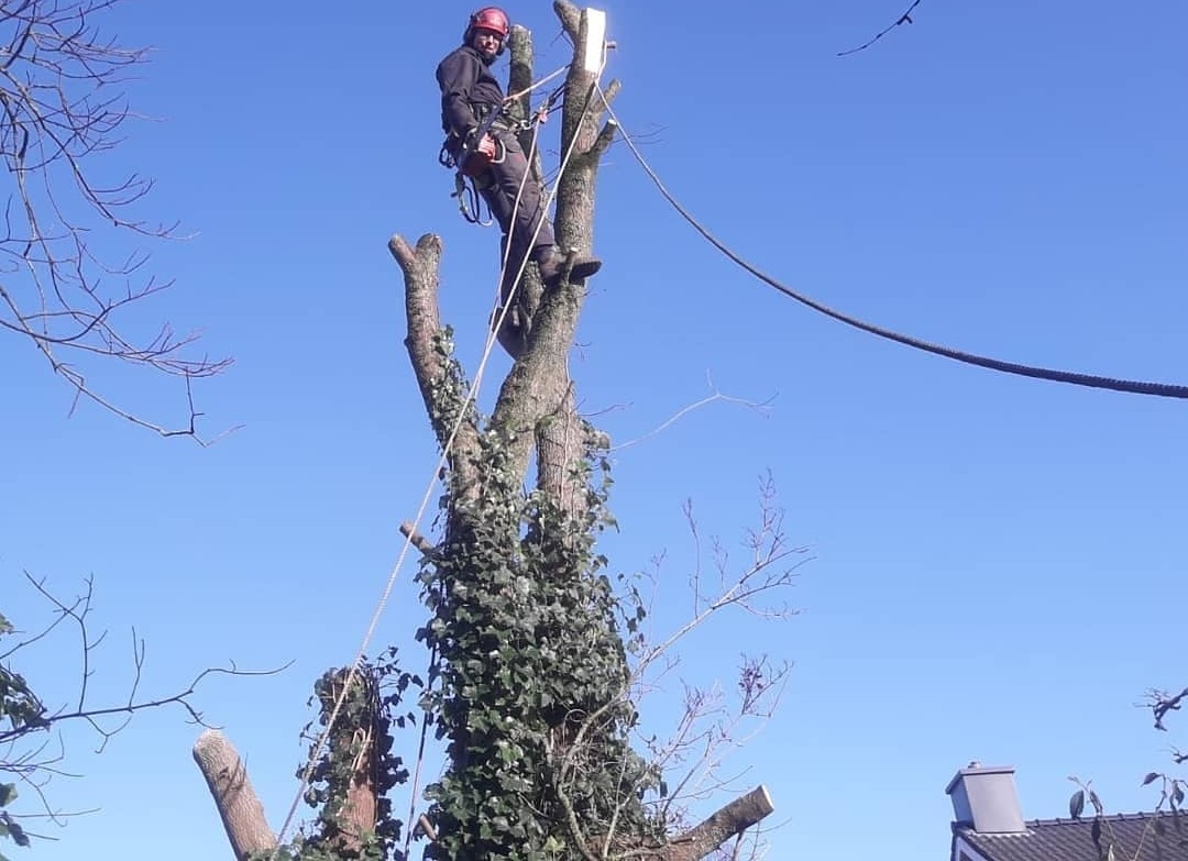 Sip-jan met touwen hoog in een grote klimopbegroeide boom tegen een blauwe lucht